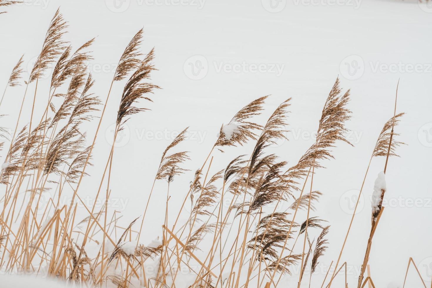 Pampas grass outdoors in light pastel colors, against the backdrop of snow photo