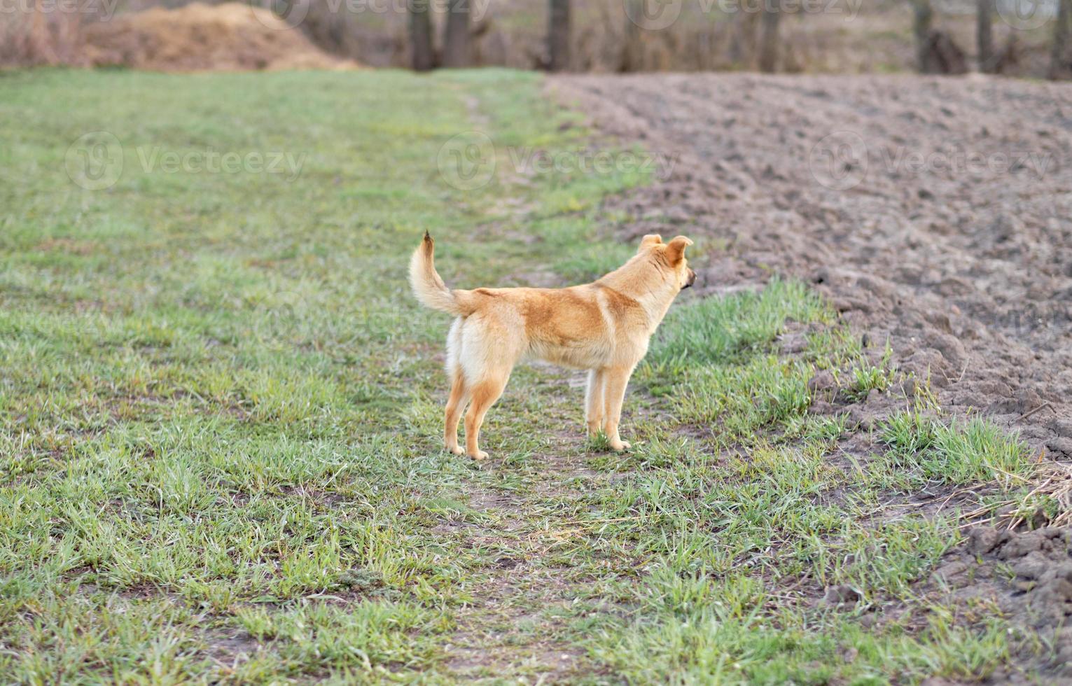 Working Cocker Spaniel, Gundog, Working Gun Dog, Hunting Dog, Field Sport, Spaniel, Puppy photo