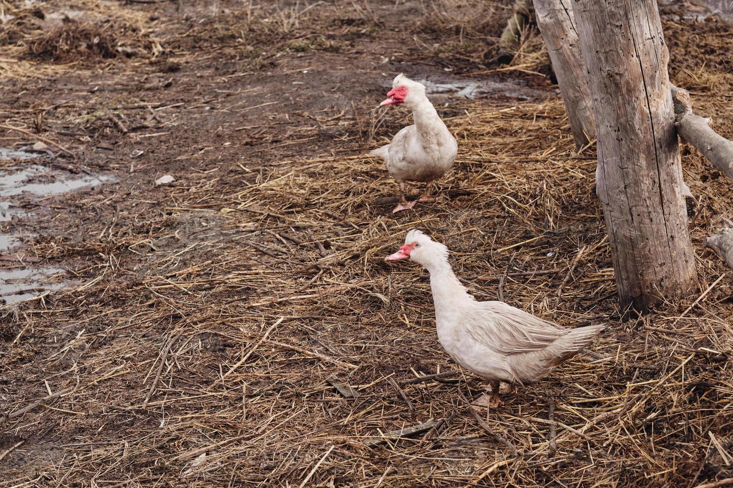 Muscovy ducks. Keeping duck ducks in the household. 14239239 Stock