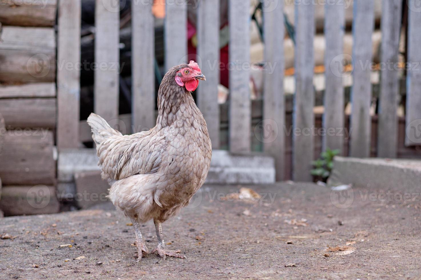 gray chicken in the village against the background of the fence, in the yard photo