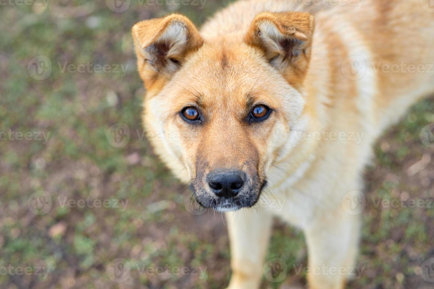 retrato de pelirroja y perro callejero, primer plano. perro mirando a la cámara foto