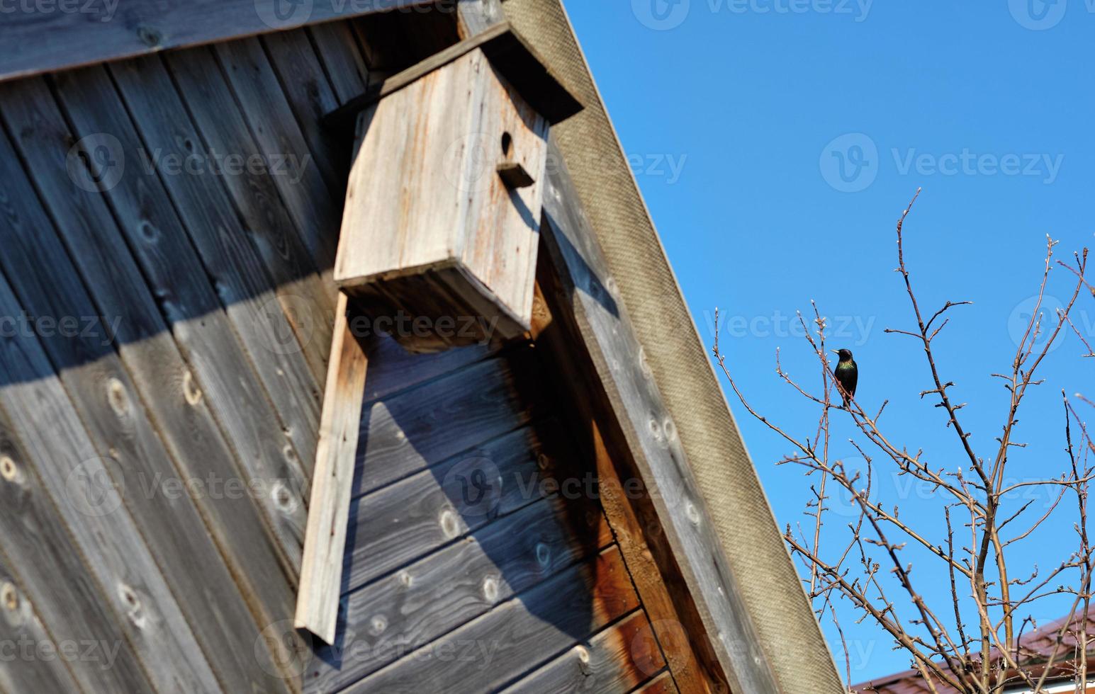 Starling on a tree next to a birdhouse photo