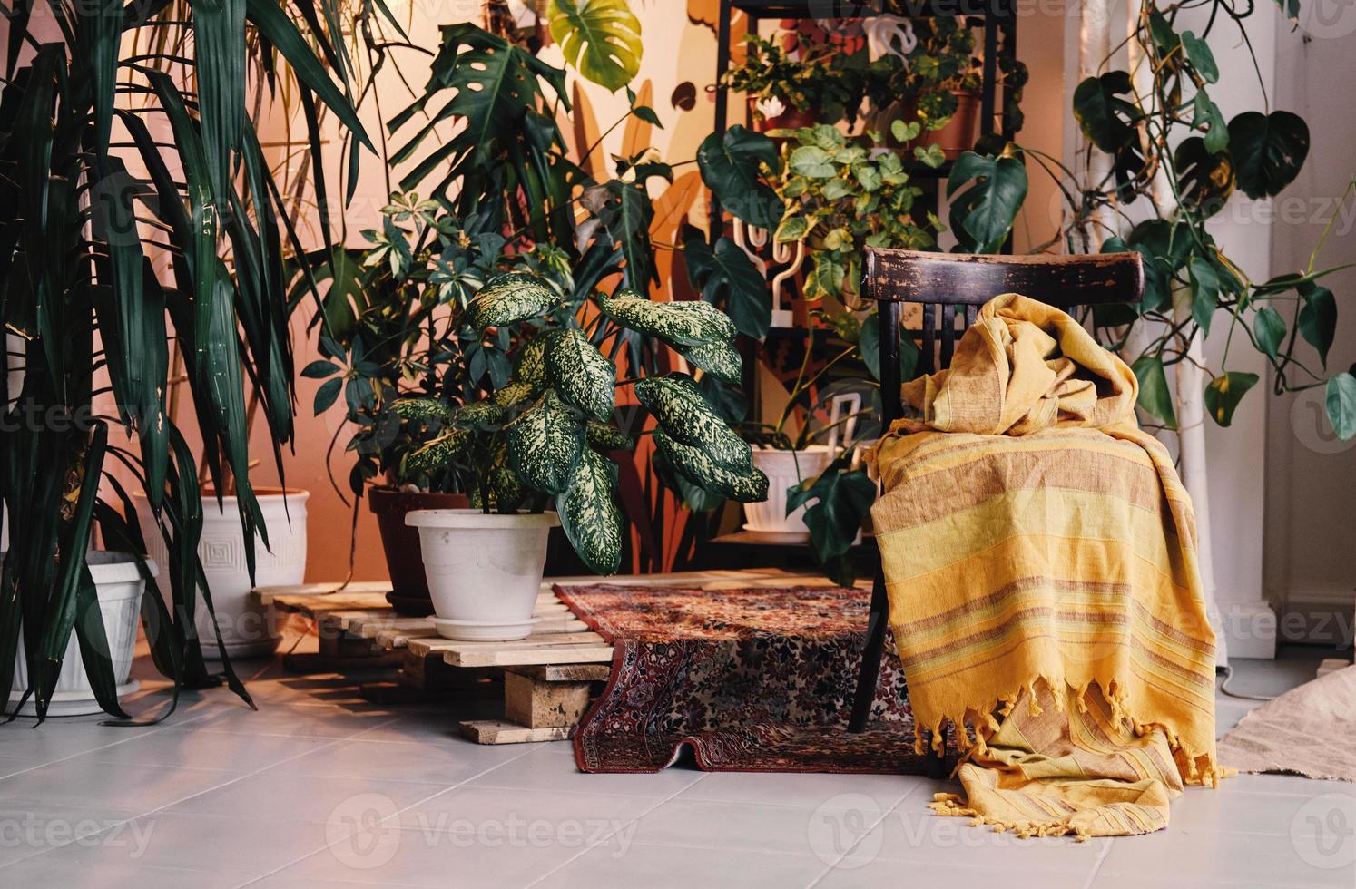 diferentes plantas de interior hermosas en el piso de la habitación. decoración de la casa foto