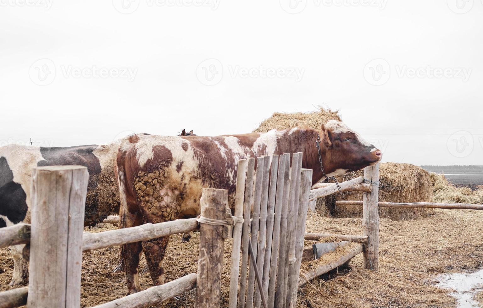 toro rojo detrás de una valla de madera. animales de granja. hermoso macho toro foto