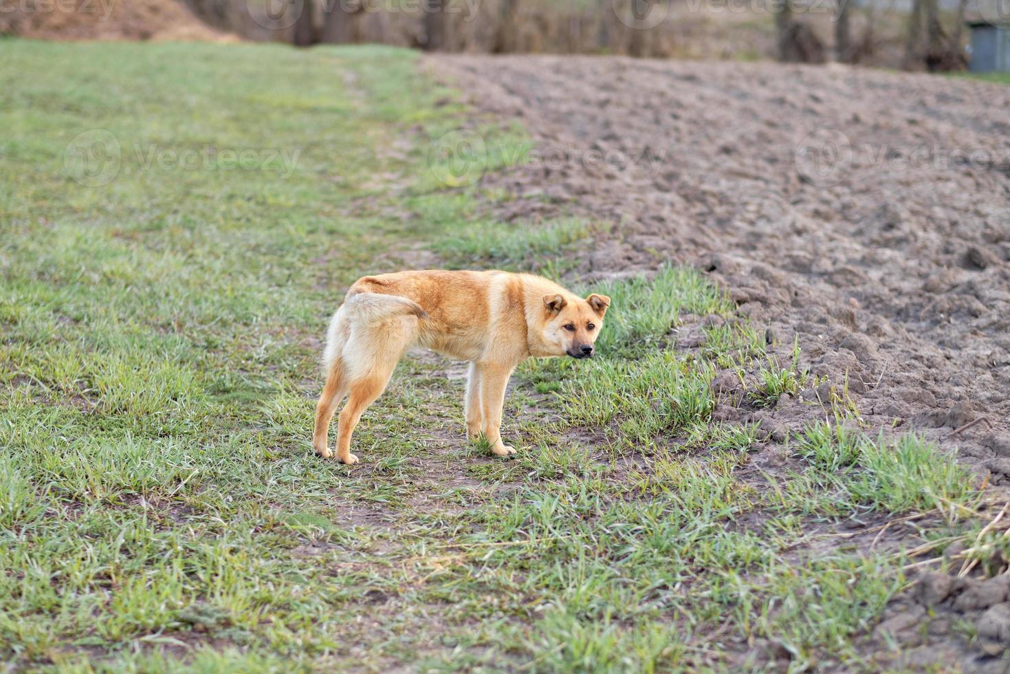 big red and stray dog outside the city. Dog looking at the camera photo