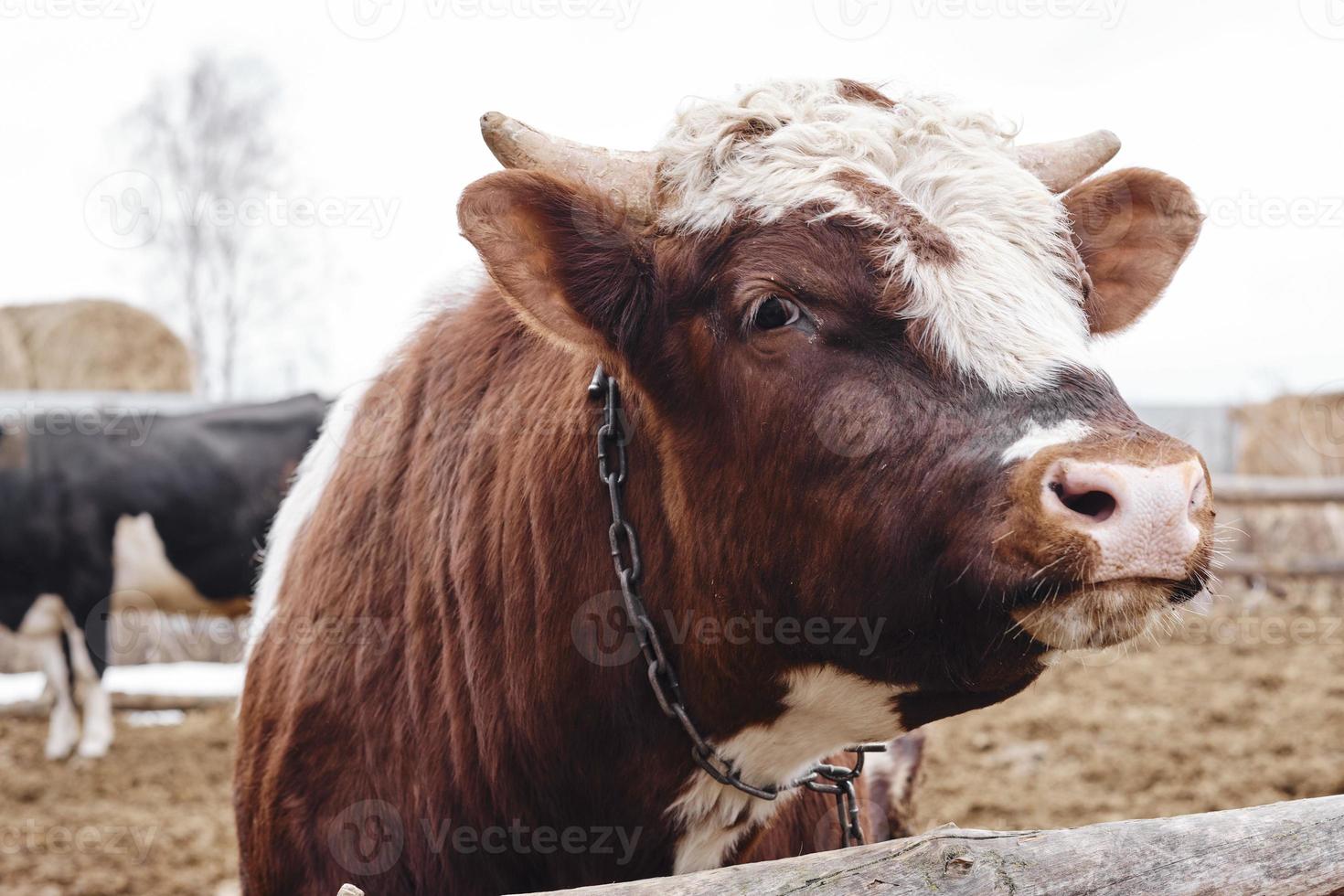 toro rojo en una granja en otoño. animales de granja foto