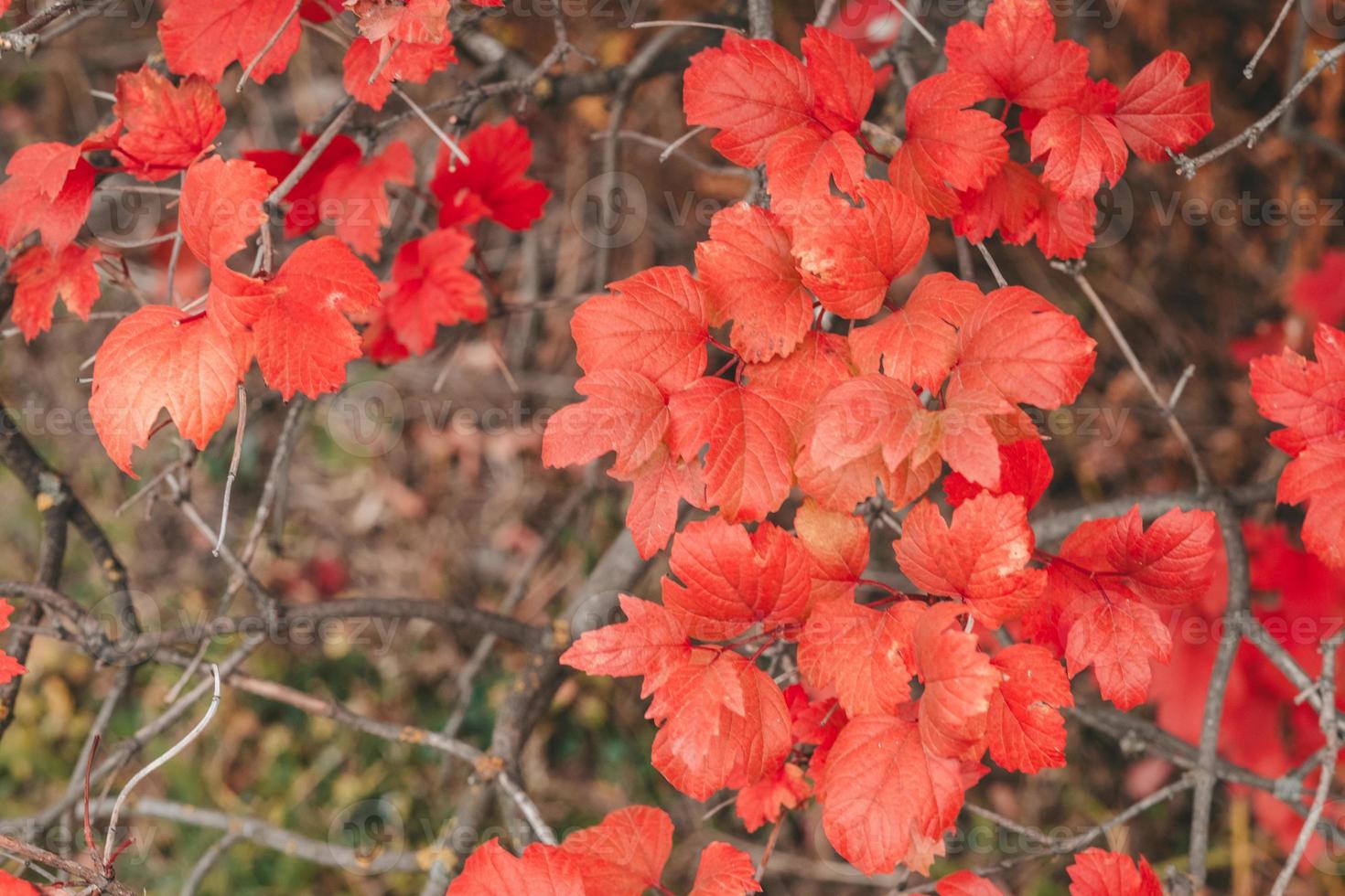 hojas de hiedra de boston en la pared. fondo de otoño con hojas rojas. enfoque selectivo foto