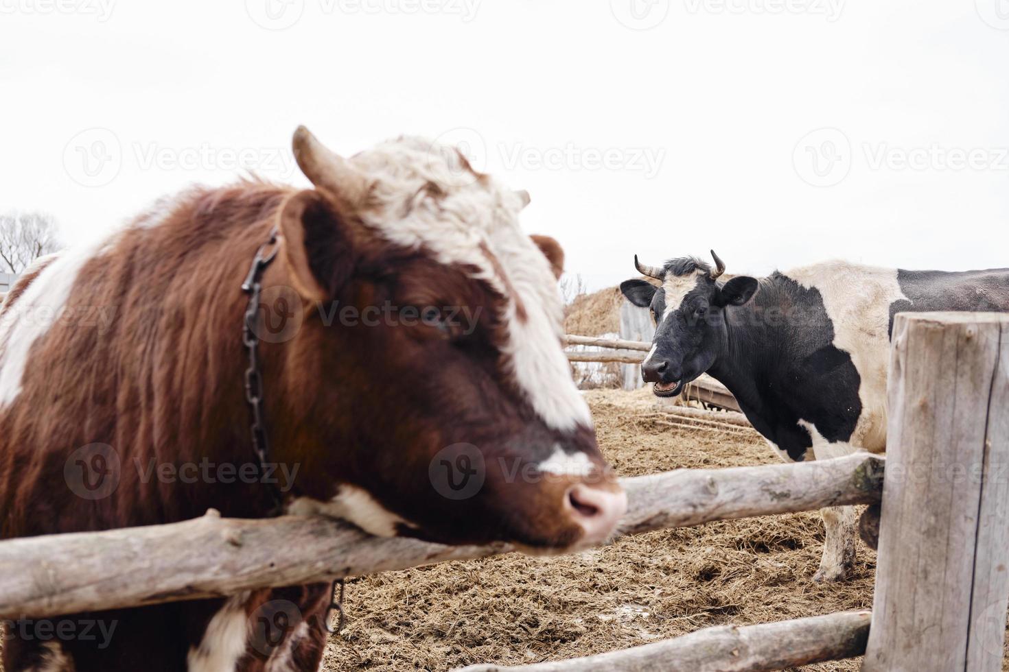 funny photo. The cow scolds the bull. Selective focus photo