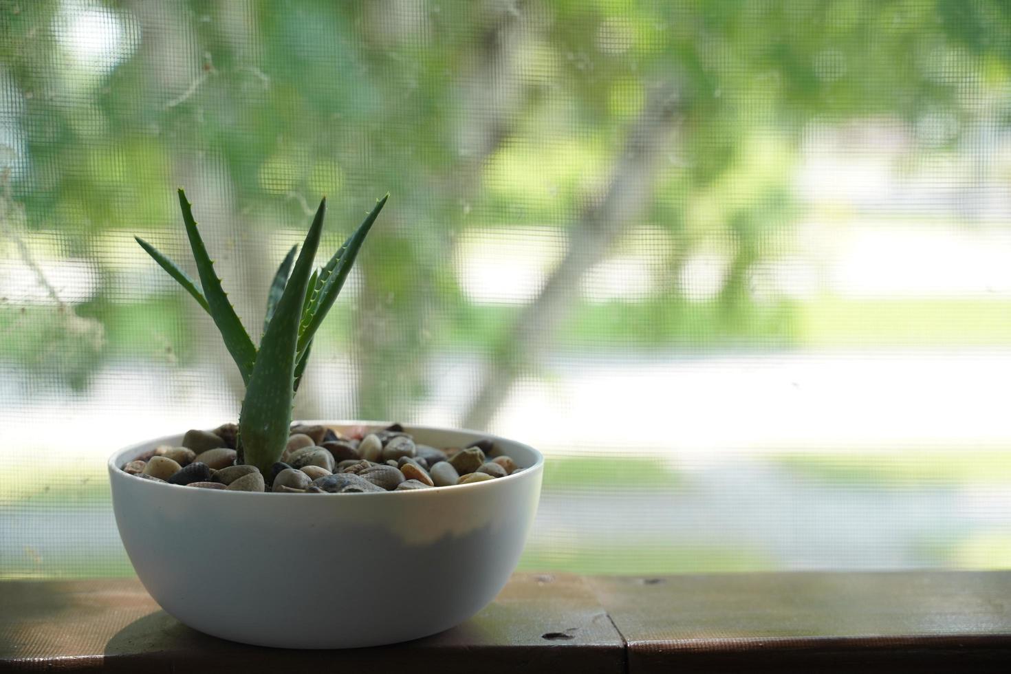 Aloe Vera in a flowerpot on grey table and grunge grey wall background with copy space. photo