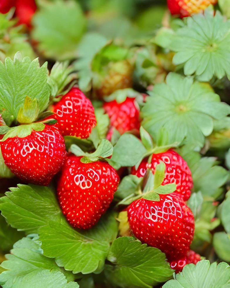 frutos rojos de fresa foto