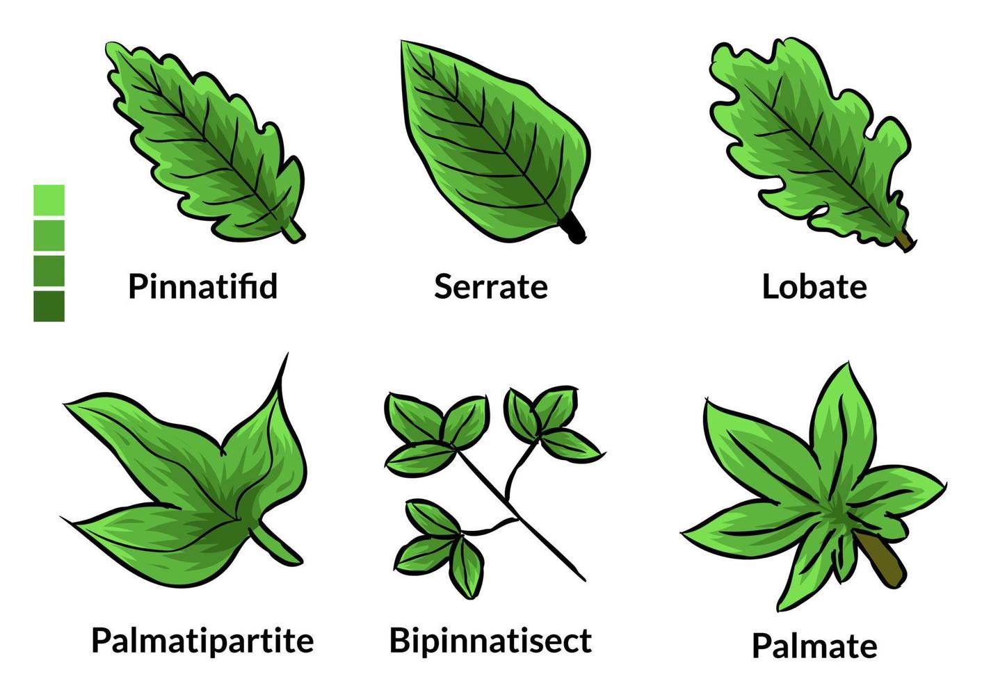 Set of leaf and name background , template business concept for logo , icon design simple sign isolated vector