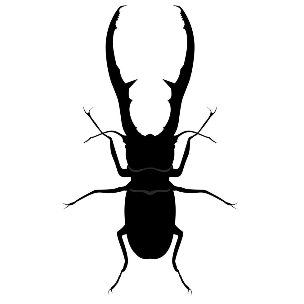 Staghorn beetle or lucanus cervus on white background. Flying insects that have long and strong horns are used to lure their mates. Vector