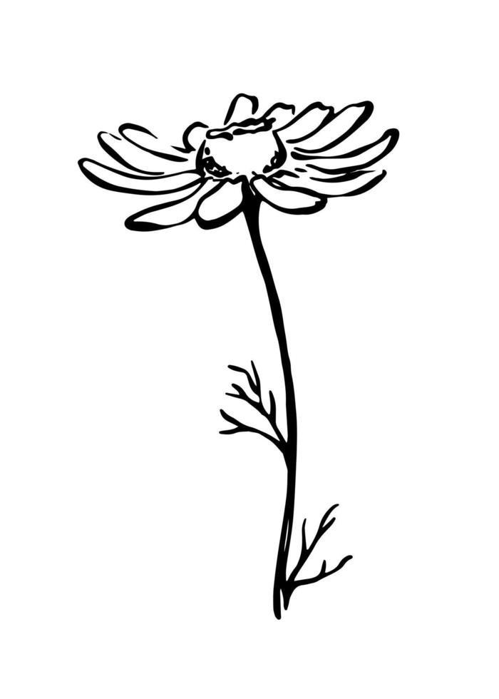 Chamomile flower ink drawing. Hand drawn single flower with leaves Black and white botanical illustration. vector