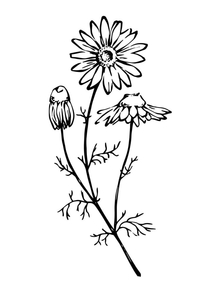 dibujo a mano alzada de flores de manzanilla. ilustración botánica en blanco y negro dibujada a mano. vector