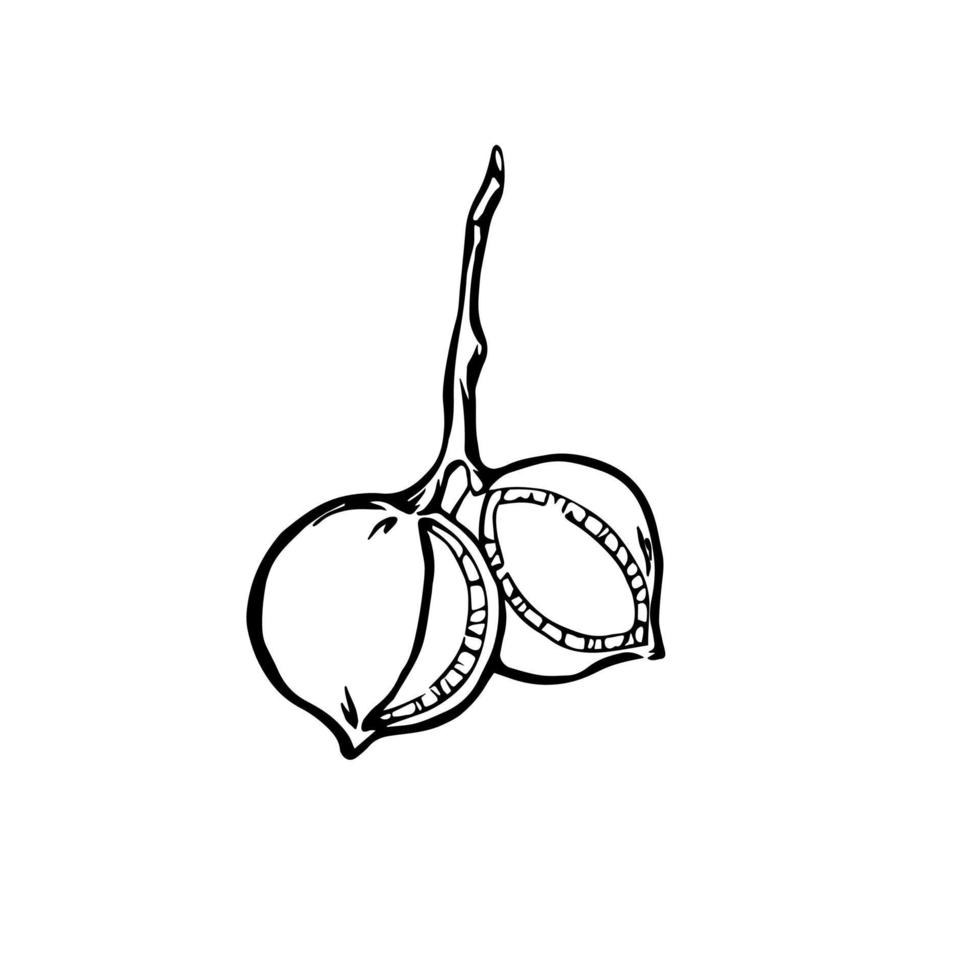 Macadamia nuts drawing. Vector black and white outline illustration with modern color spots.