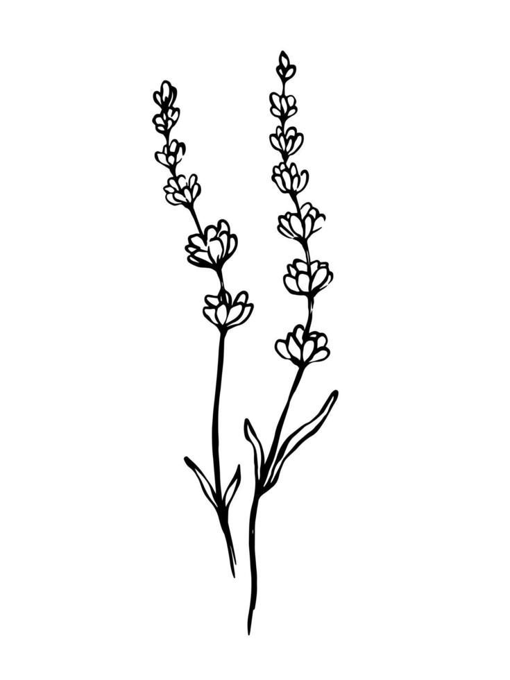 Lavender flowers drawing medicinal plant Vector Image