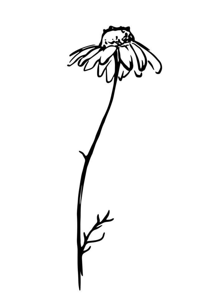 Hand drawn single chamomile flower. Black and white botanical illustration. of daisy vector