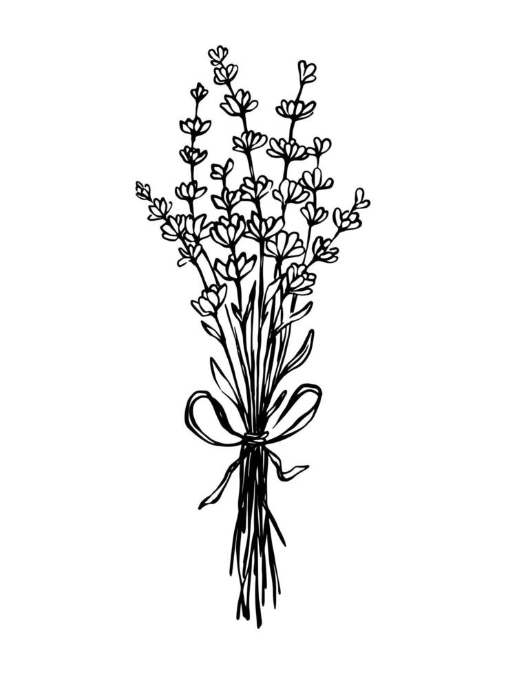 Lavender bouquet monochrome outline drawing. Hand drawn black and white botanical Illustration of blooming Lavender flowers. vector