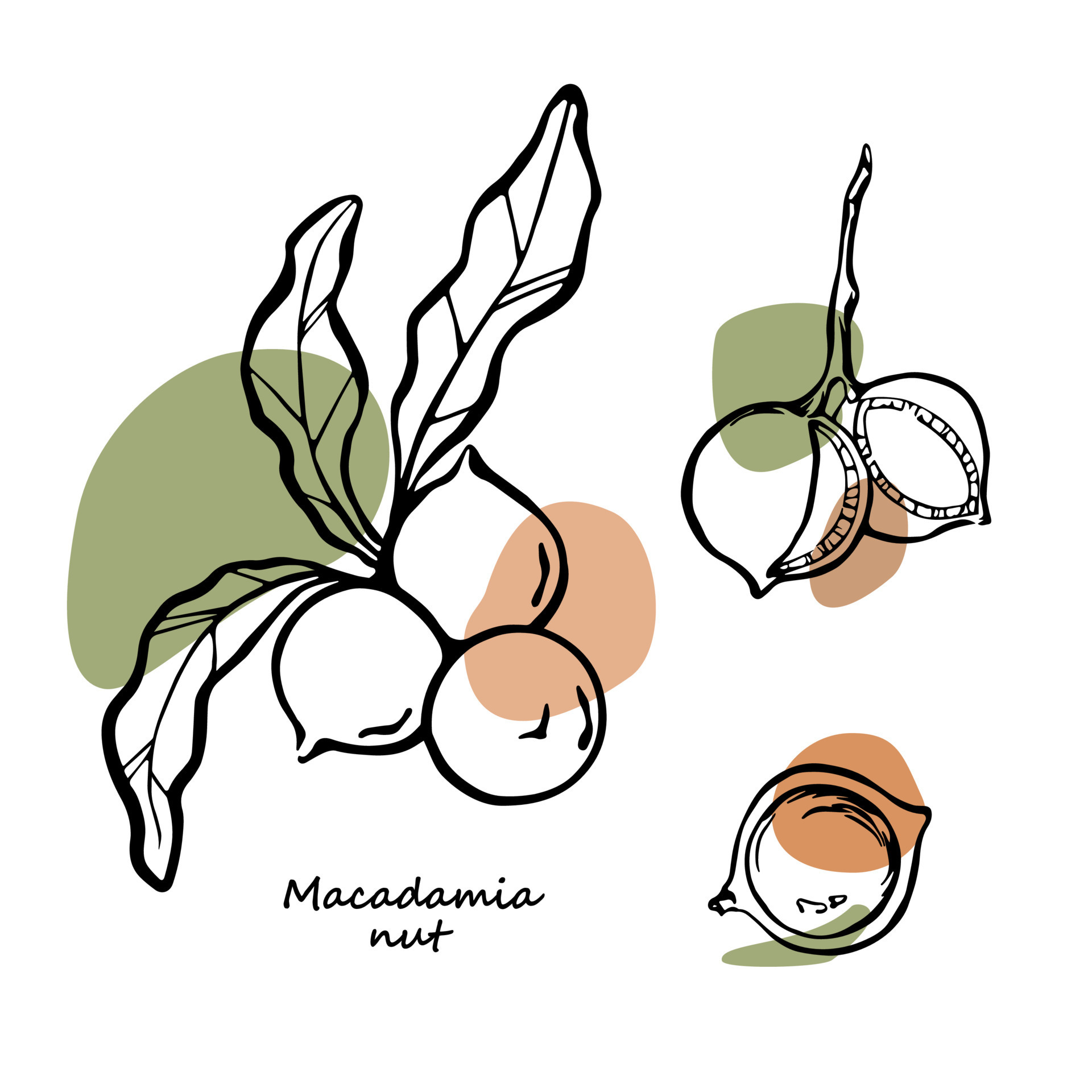 Macadamia nuts vector illustration. Black and white linear drawing with modern color spots