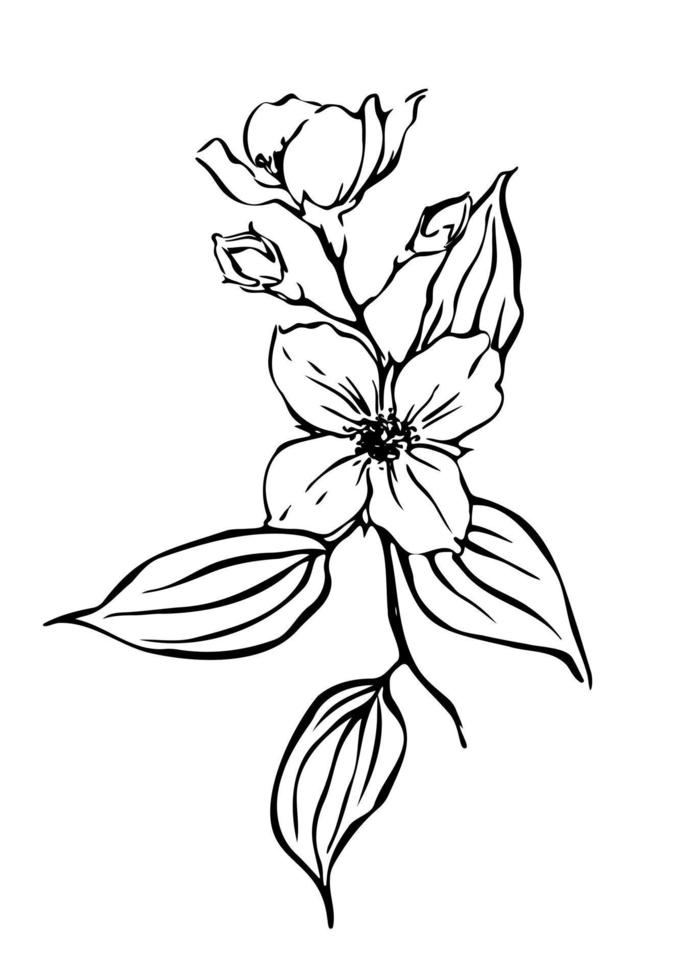 Jasmine flowers Hand drawn botanical illustration. Black and white outline ink drawing. vector