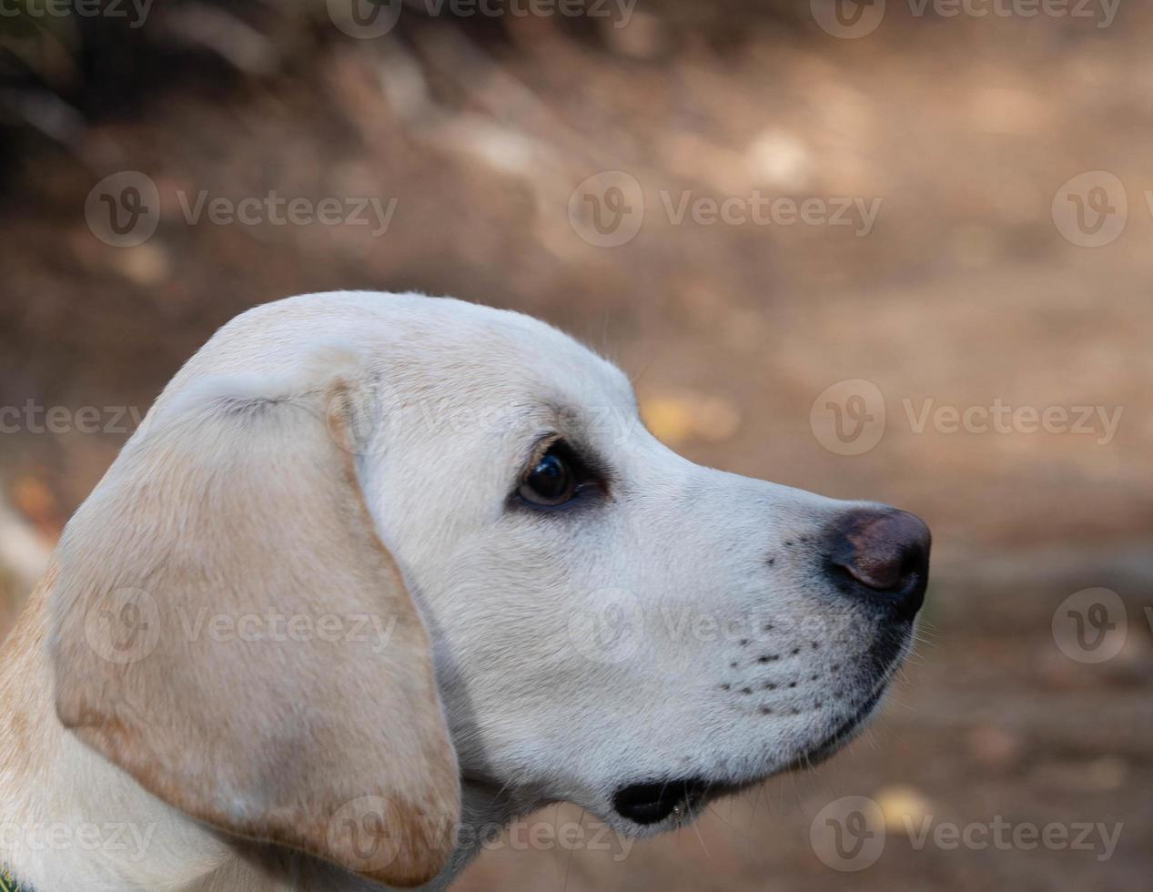 short coated britisch Labrador retriever 4 month old photo