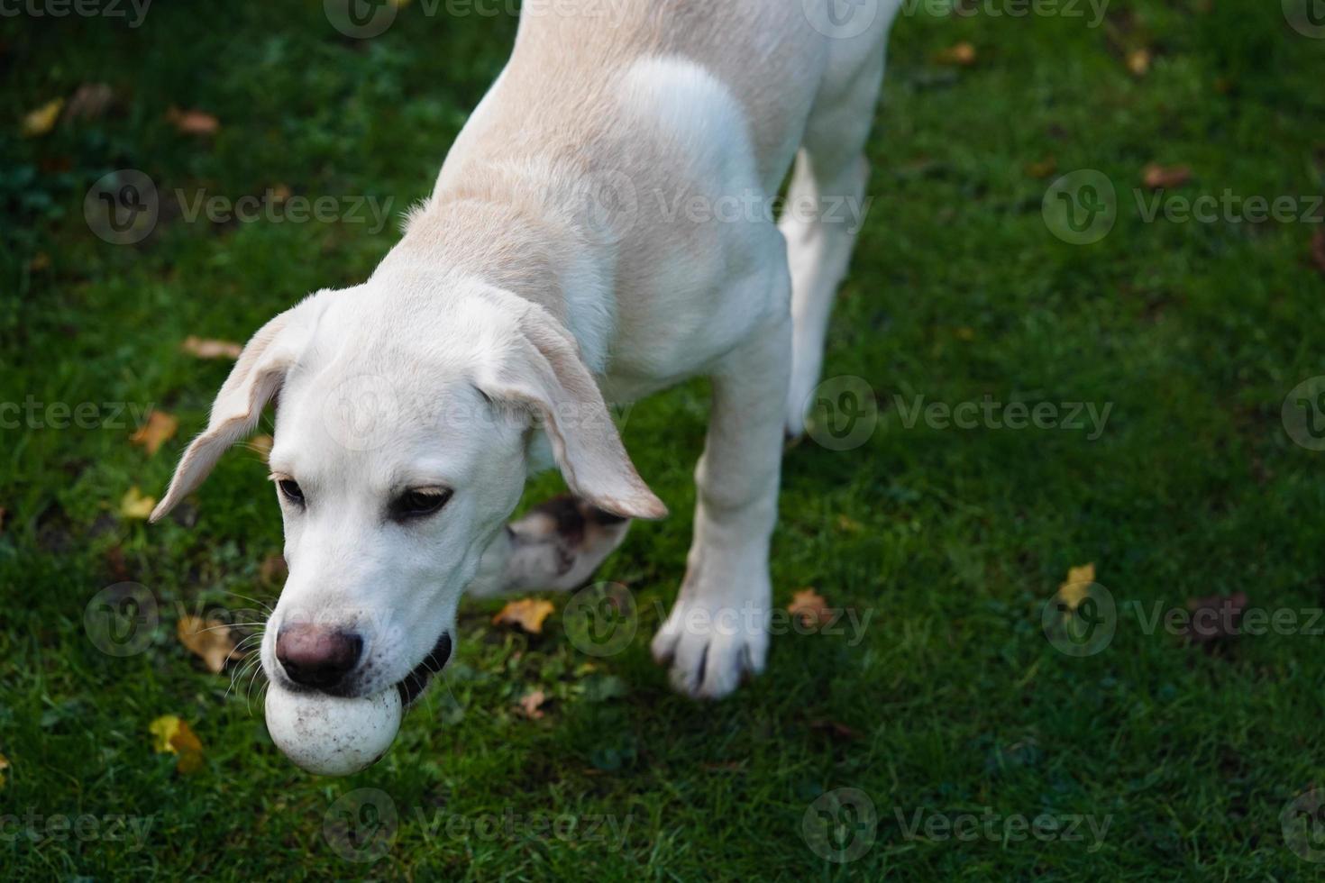 Labrador retriever británico de pelo corto de 4 meses foto