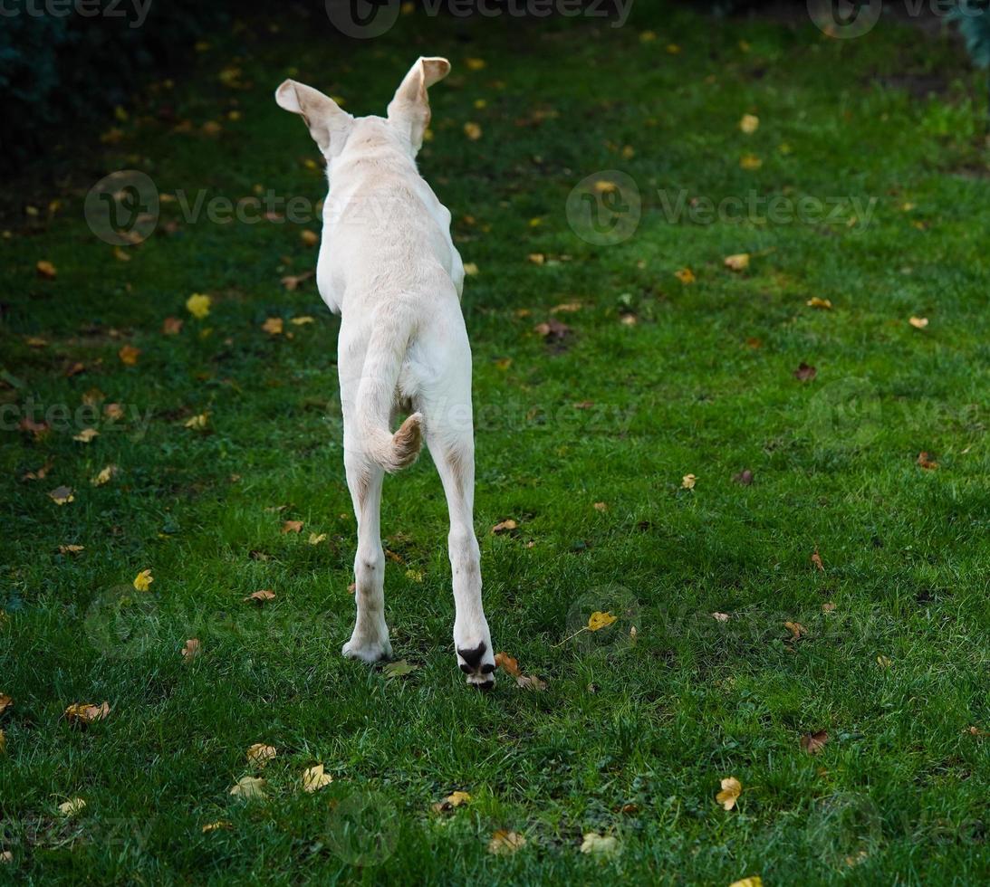 short coated britisch Labrador retriever 4 month old photo