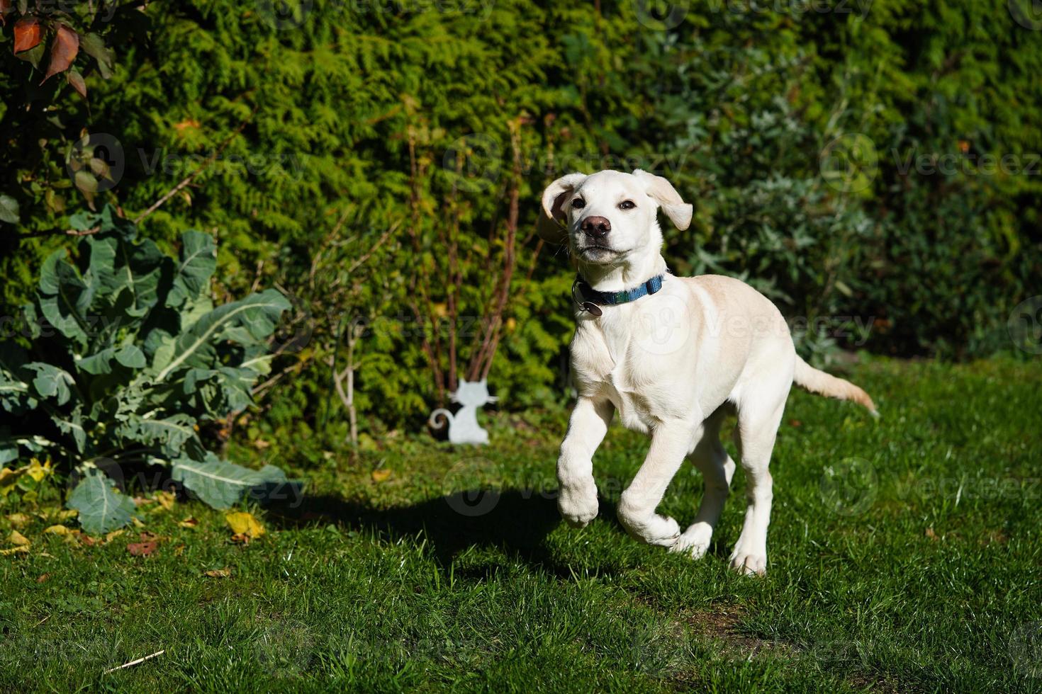 short coated britisch Labrador retriever 4 month old photo