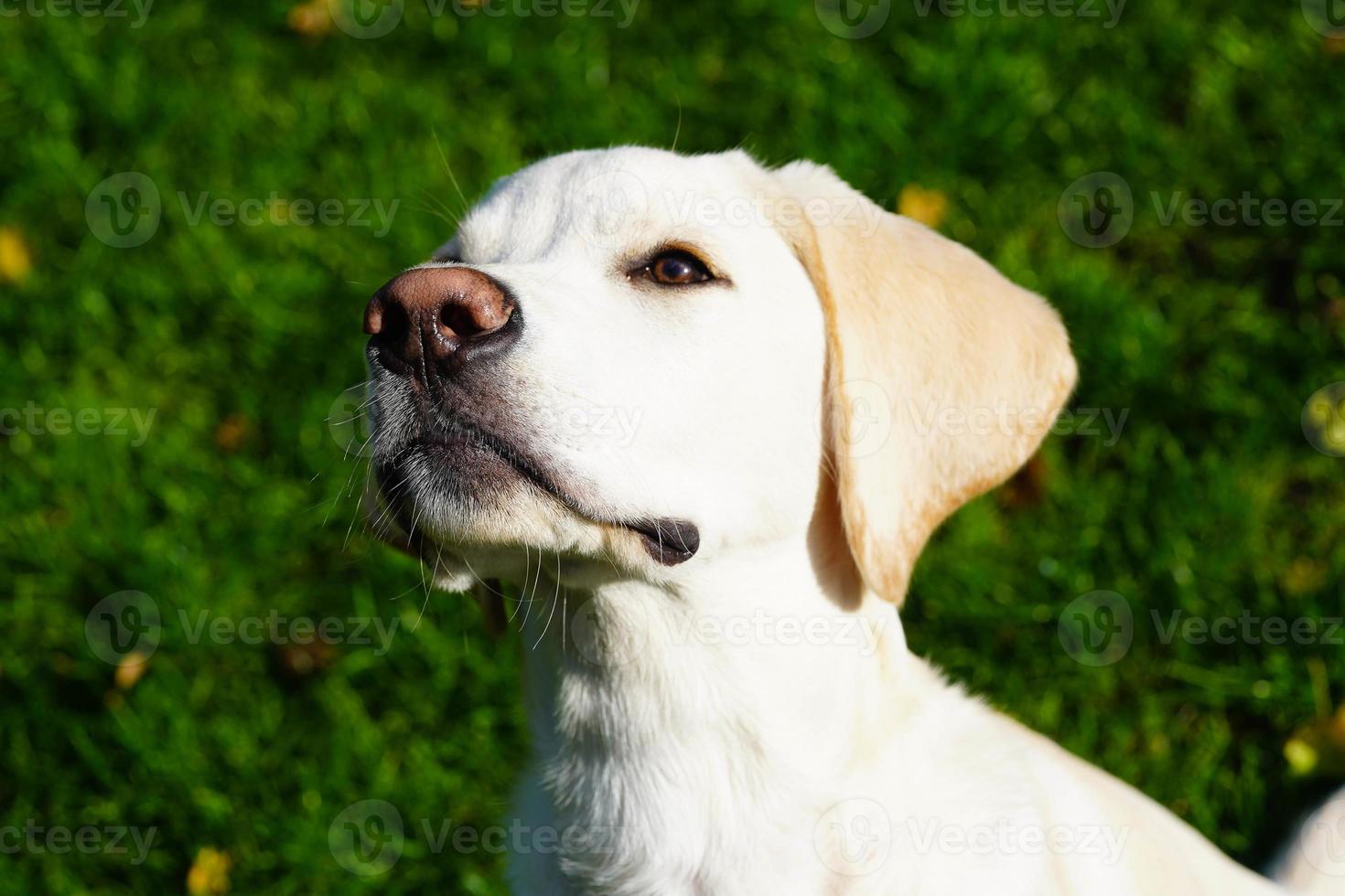 Labrador retriever británico de pelo corto de 4 meses foto