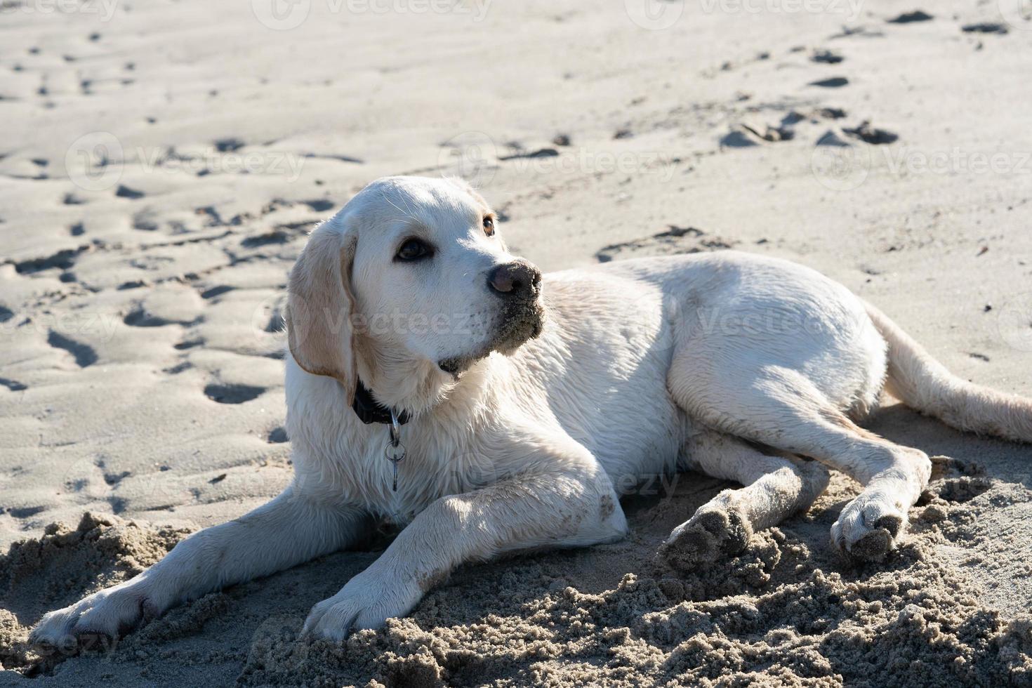 Labrador retriever británico de pelo corto de 4 meses foto