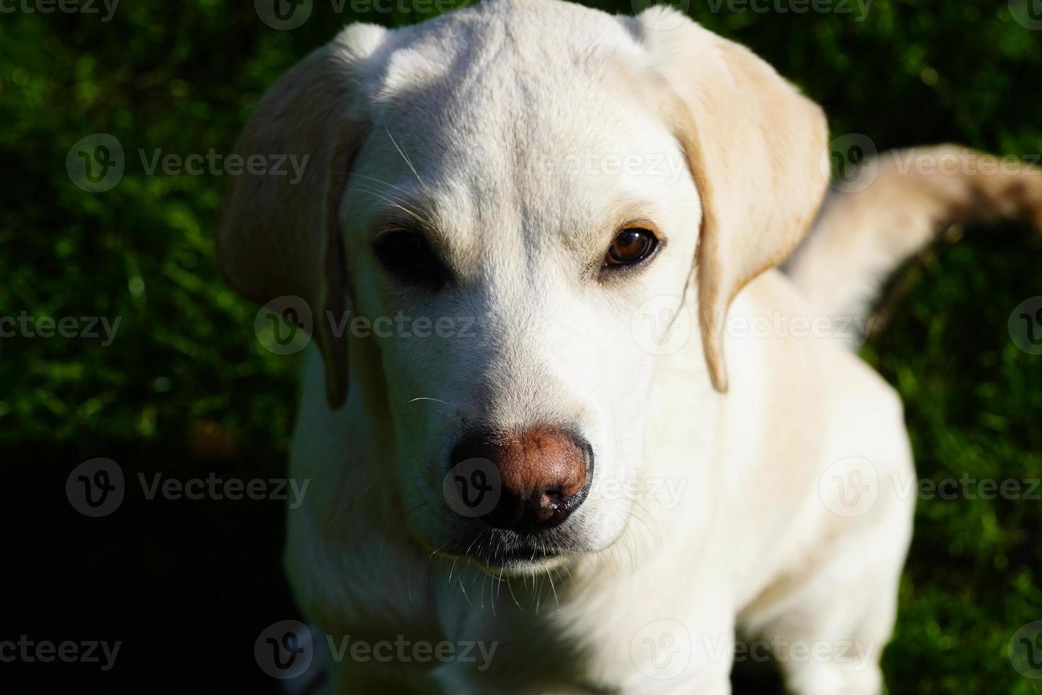 short coated britisch Labrador retriever 4 month old photo