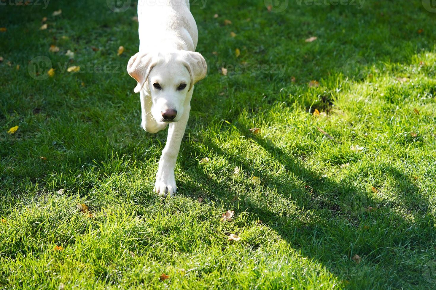 Labrador retriever británico de pelo corto de 4 meses foto