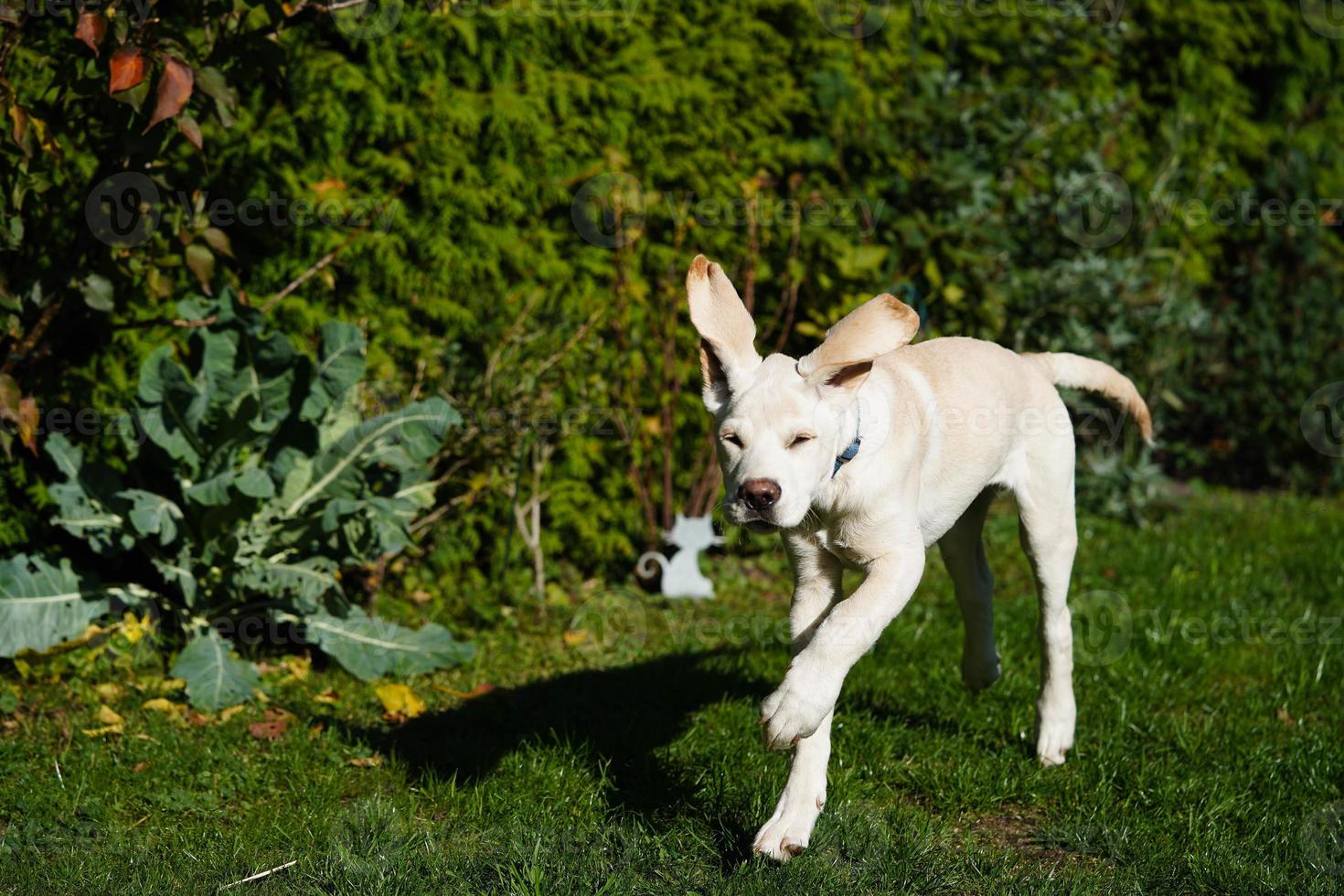 short coated britisch Labrador retriever 4 month old photo