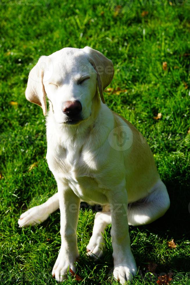 Labrador retriever británico de pelo corto de 4 meses foto