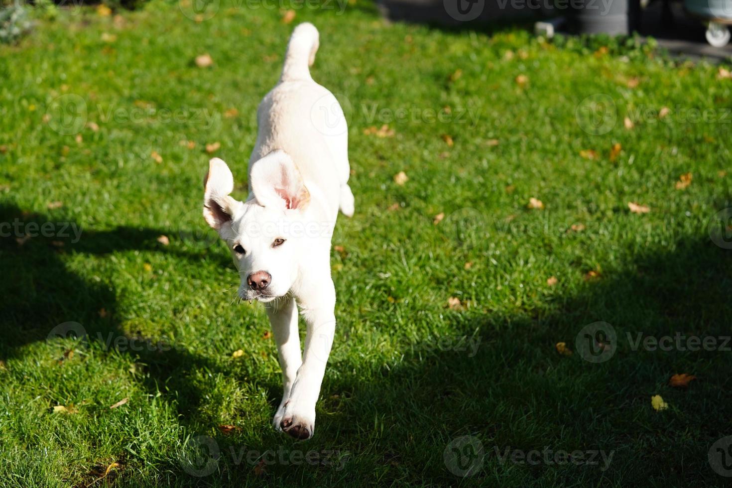 short coated britisch Labrador retriever 4 month old photo