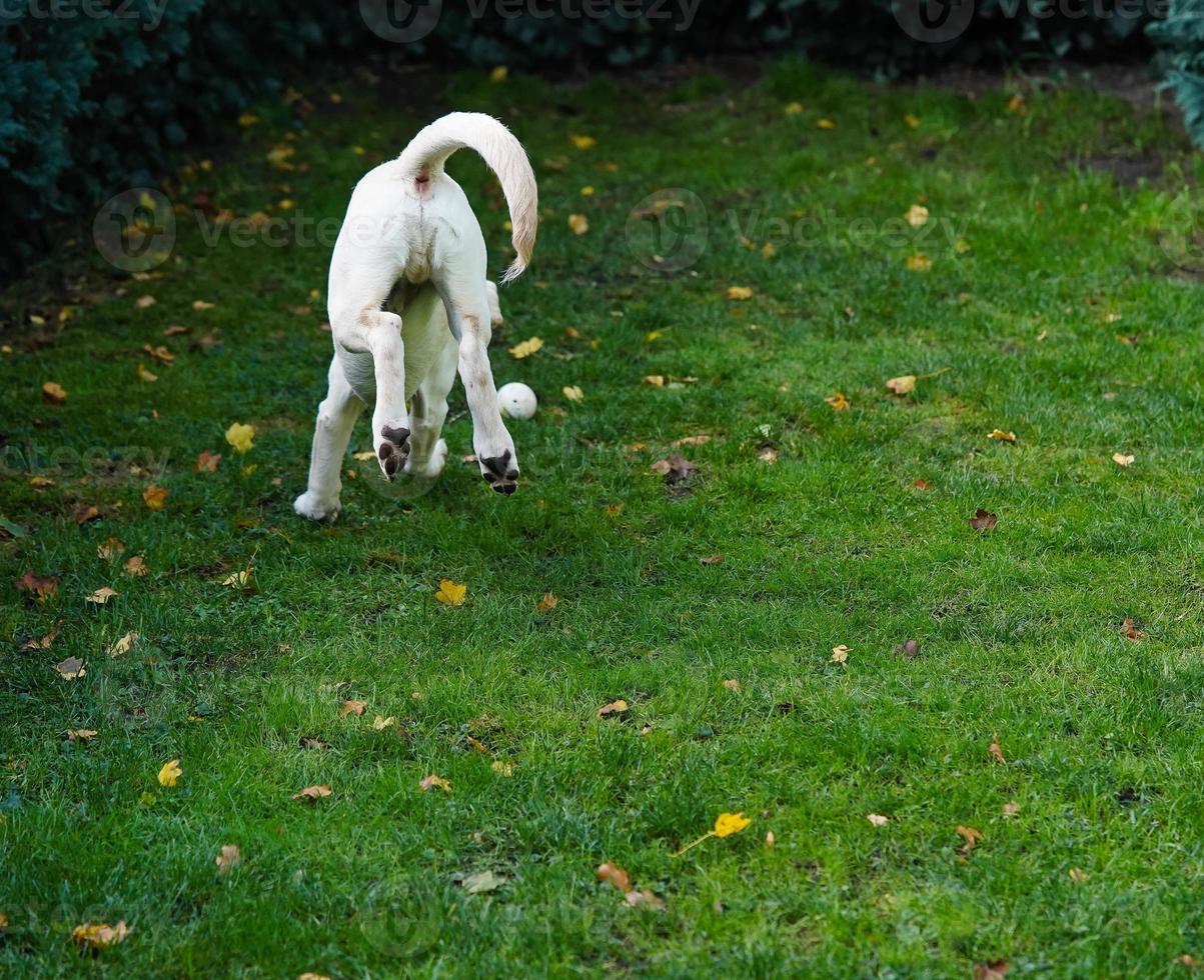 short coated britisch Labrador retriever 4 month old photo