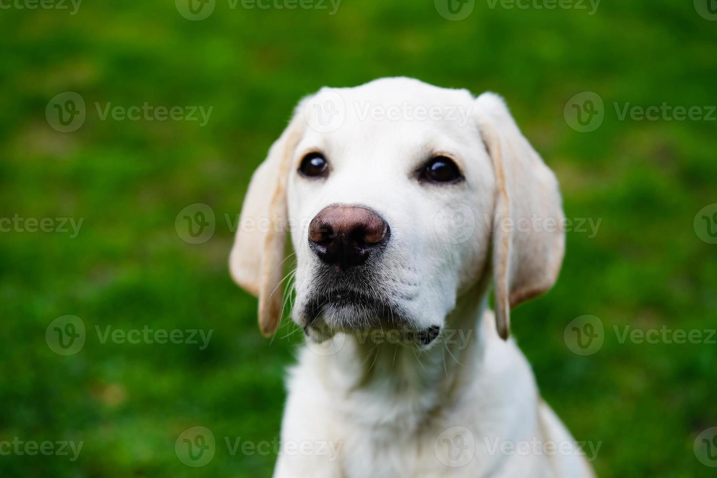 Labrador retriever británico de pelo corto de 4 meses foto