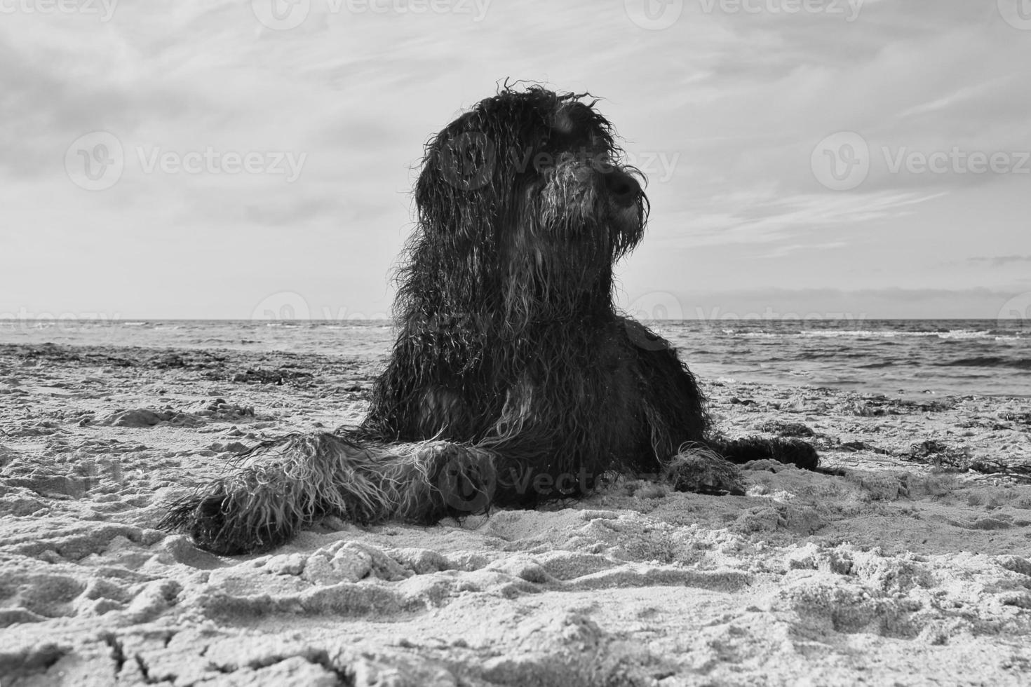 goldendoodle en blanco y negro, tumbado en la arena de la playa en dinamarca foto