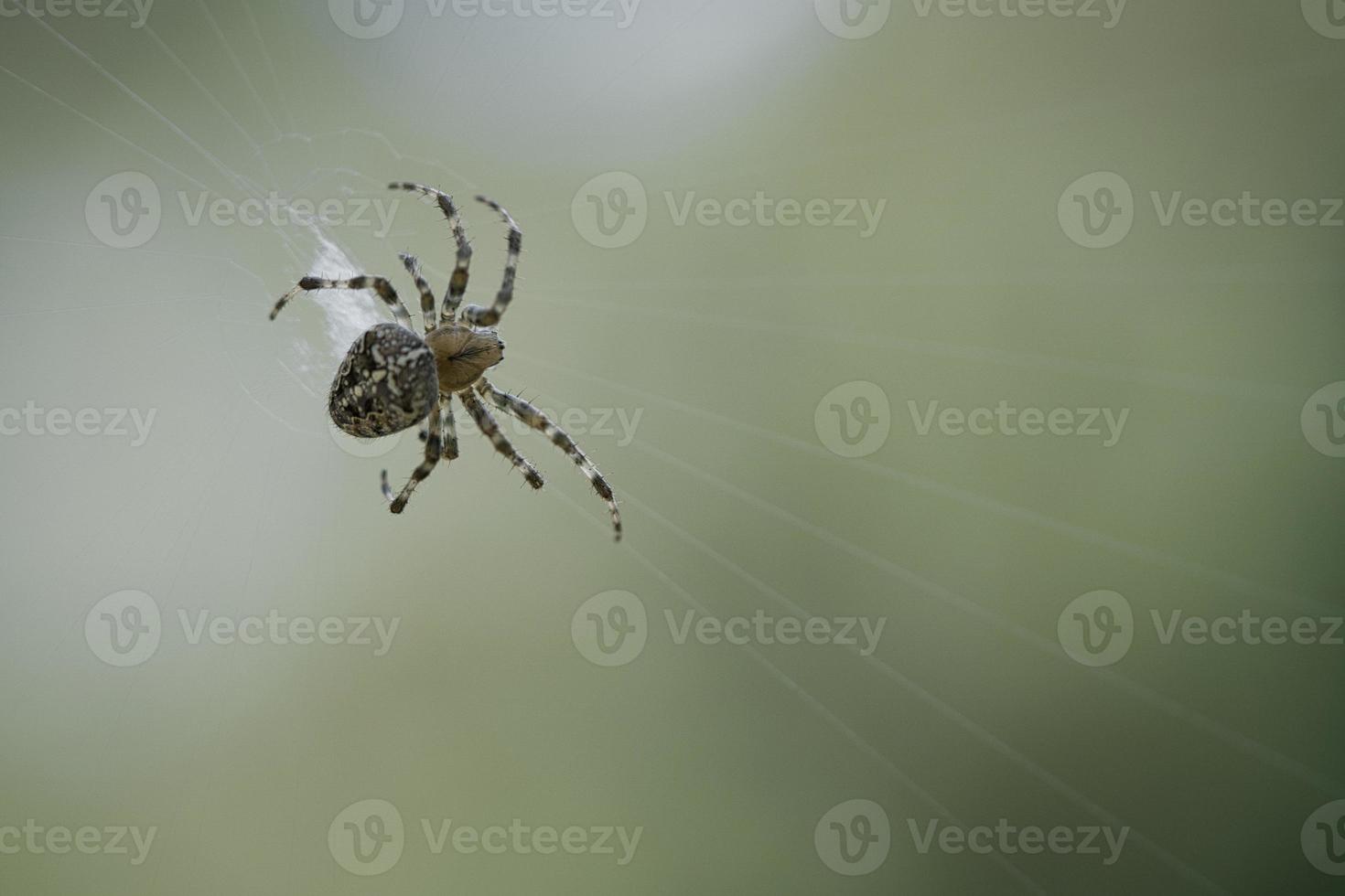 Cross spider in a spider web, lurking for prey. Blurred background photo