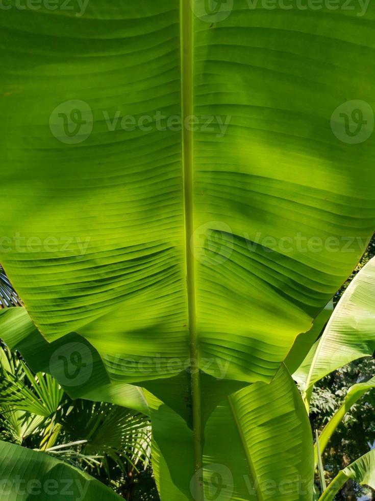 Green banana leaf photo