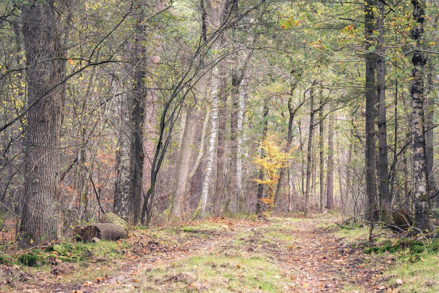 Autumn colours in the Dutch forest, Noorderheide, Elspeet, The Netherlands. photo