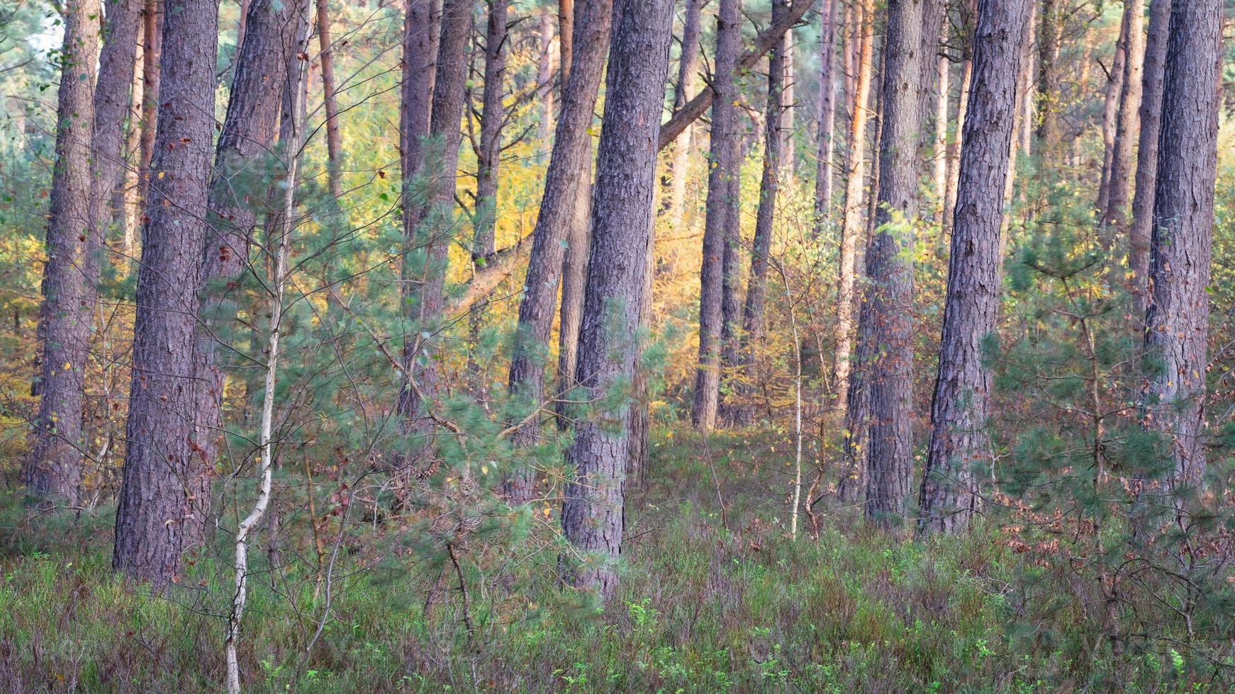 Autumn colours in the Dutch forest, Noorderheide, Elspeet, The Netherlands. photo