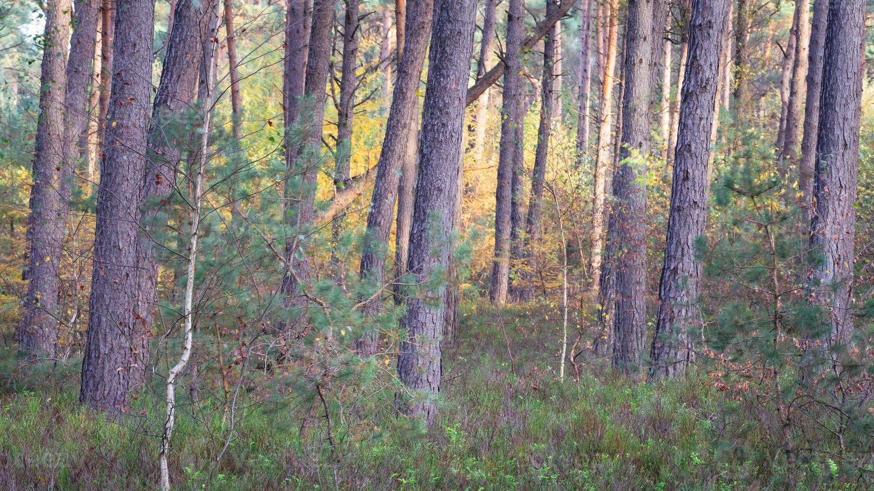 colores otoñales en el bosque holandés, noorderheide, elspeet, países bajos. foto