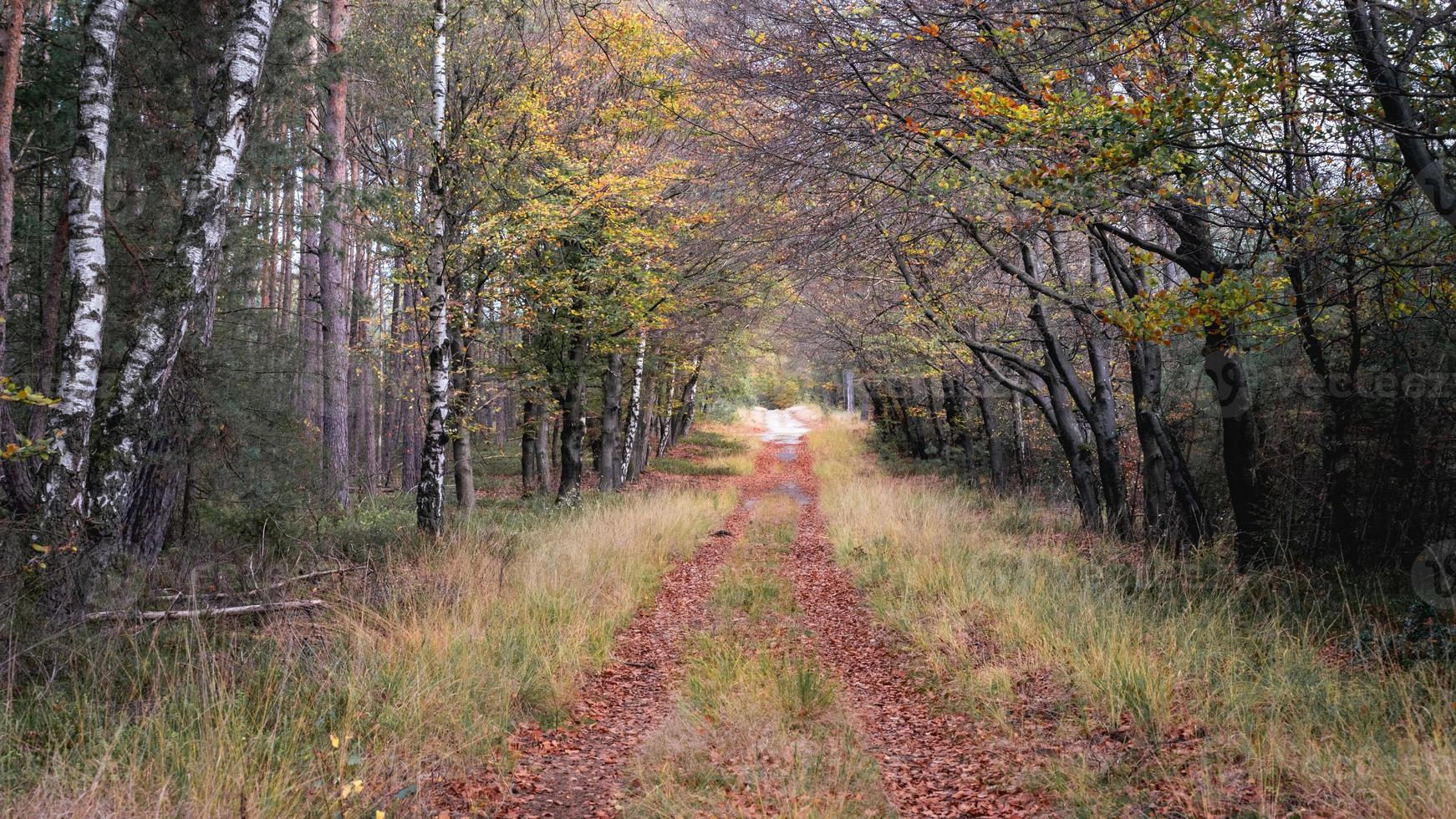 colores otoñales en el bosque holandés, noorderheide, elspeet, países bajos. foto