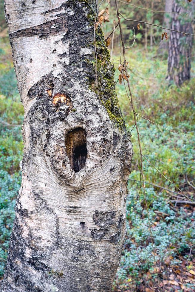 Old tree trunk with a big hole. Noorderheide, Elspeet, The Netherlands. photo