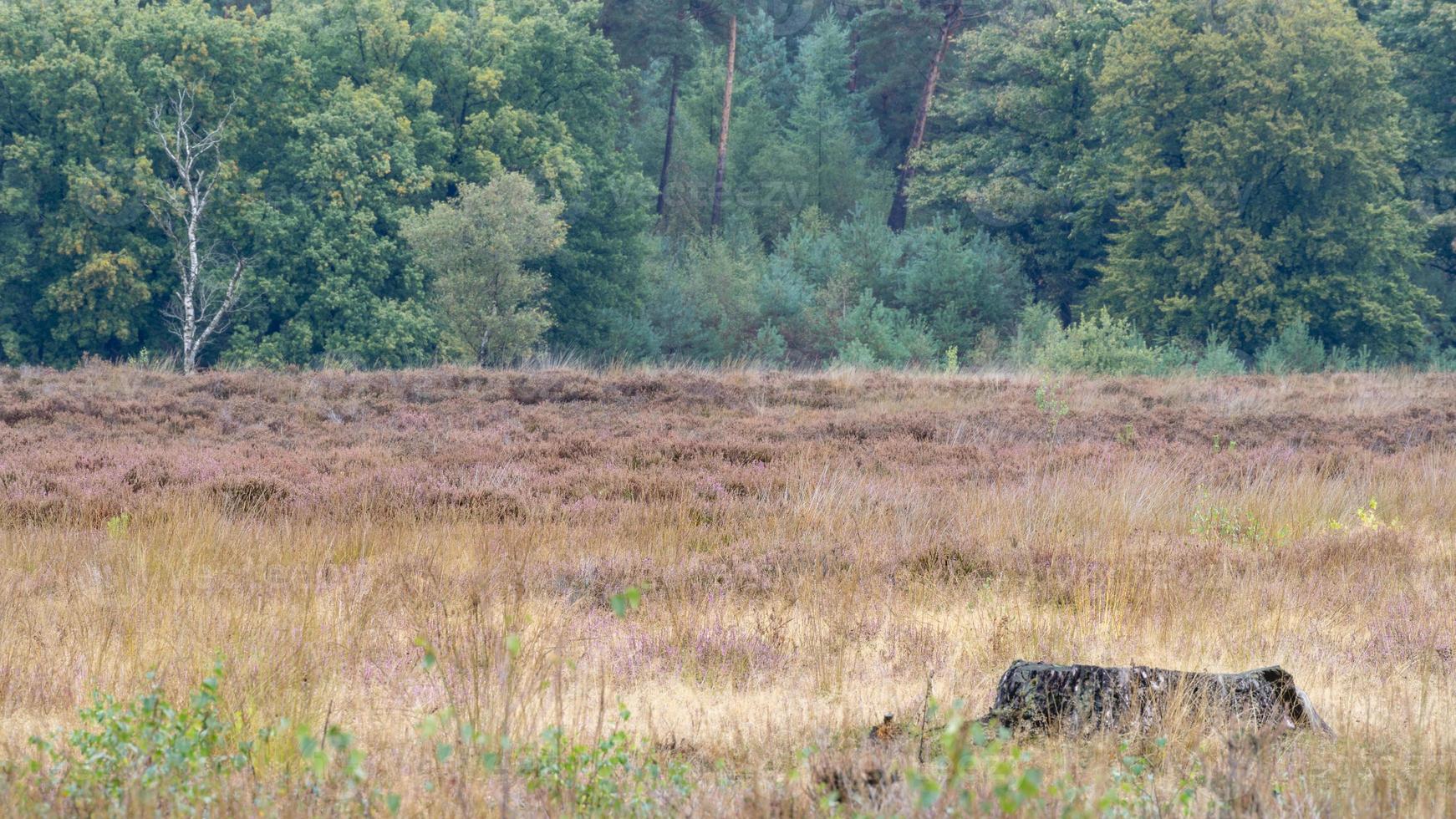 colores otoñales en el bosque holandés, noorderheide, elspeet, países bajos. foto