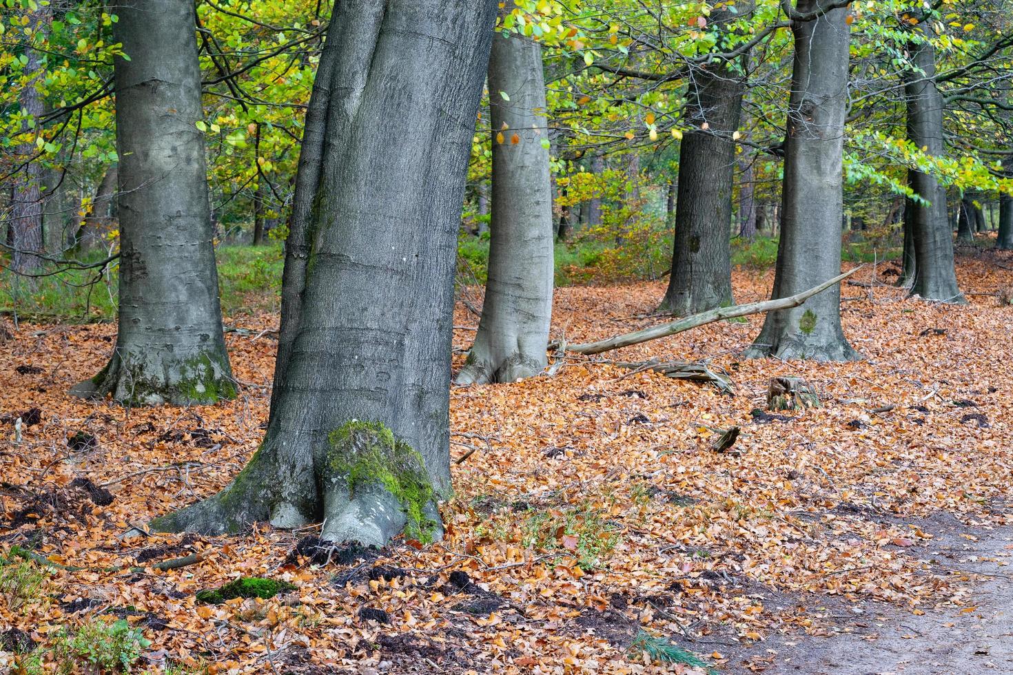 Autumn colours in the Dutch forest, Noorderheide, Elspeet, The Netherlands. photo