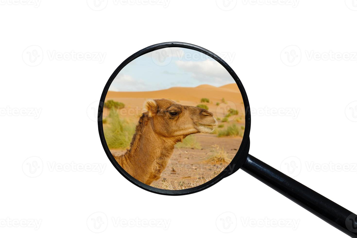 camel head, view through a magnifying glass on a white background photo