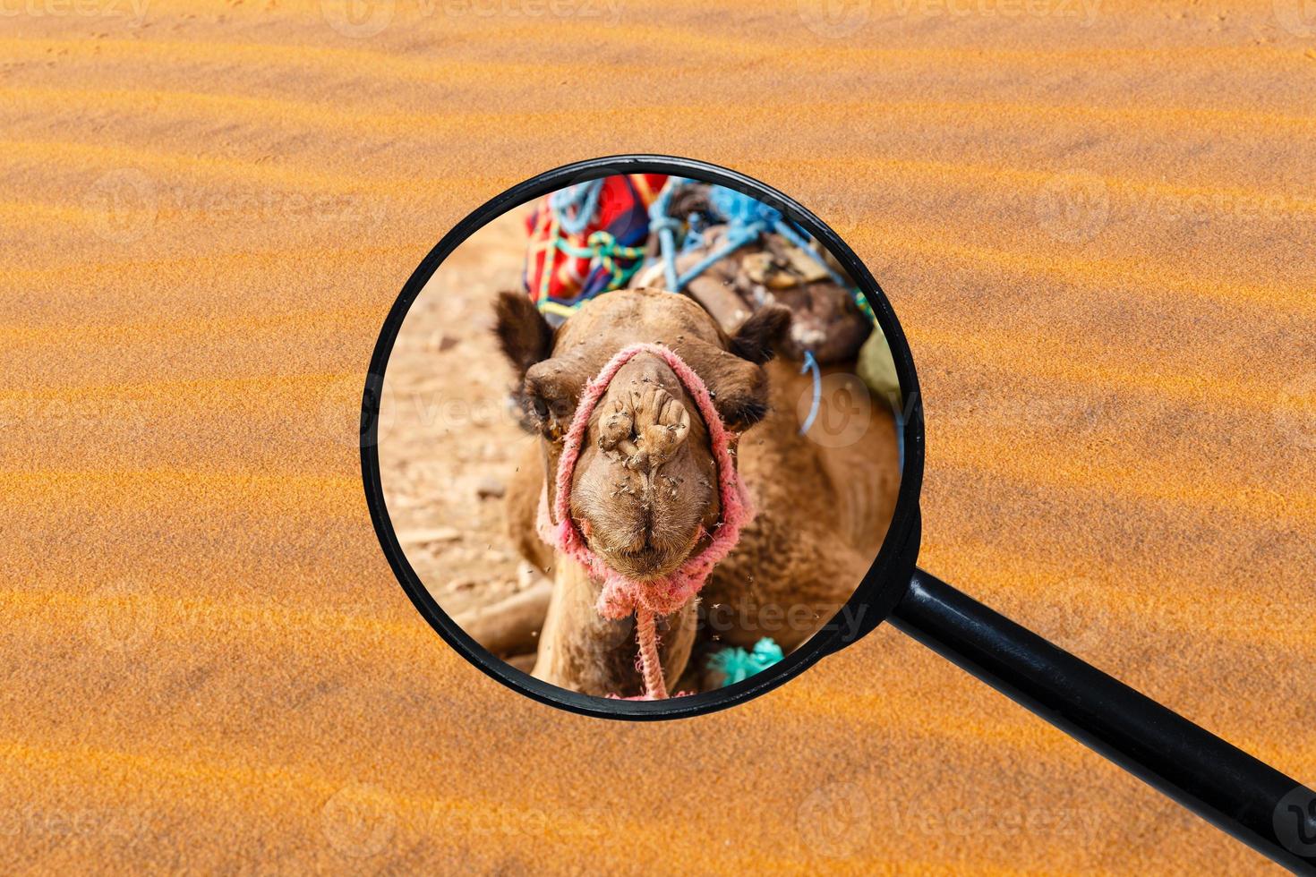 enjambre de moscas en la nariz de un camello, la cabeza de un camello, vista a través de una lupa sobre el fondo de la arena foto