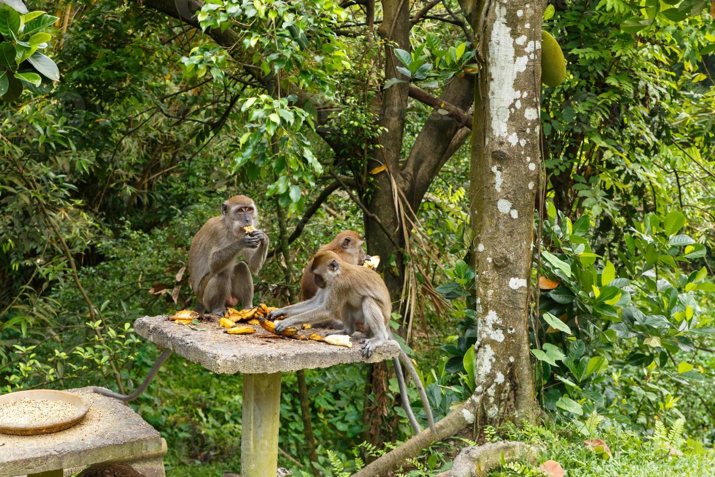 Three monkeys eat bananas on a stone table photo